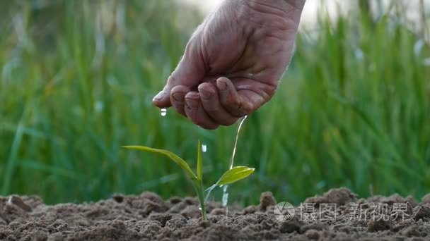 慢动作。农民男手给植物浇水