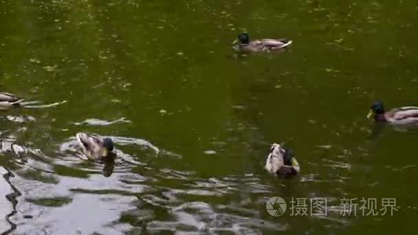 群野鸭在湖面上