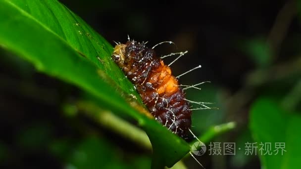 褐刺蛾幼虫视频素材