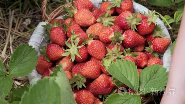 挑选从灌木丛中成熟的草莓视频