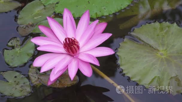 花粉红色莲花有透露在水库视频