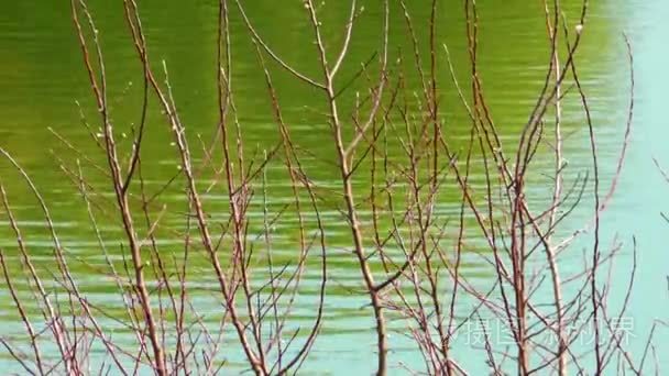 绿色的湖水表面性质视频