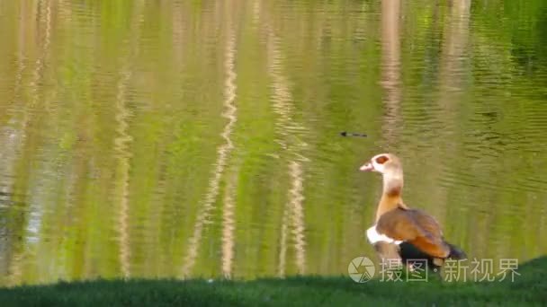 动物鸟鸭子在湖视频