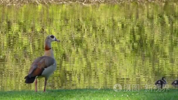 动物鸟鸭子在湖视频