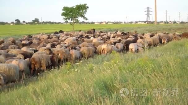 羊群的羊路附近视频