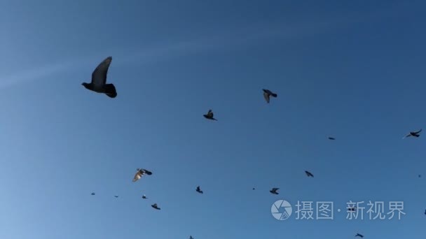 一群鸟飞上天空视频