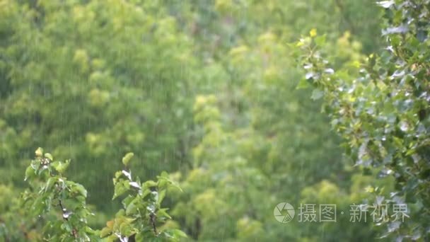 雨落在绿叶中夏公园背景