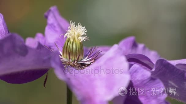 丁香老花具雄蕊