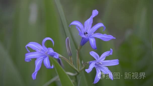 山百合花蓝色图片