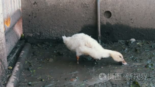 很多鹅喝水从农场上脏槽雨后视频