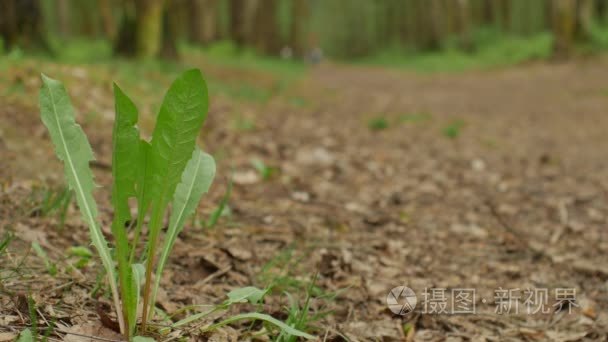 森林道路与蒲公英视频