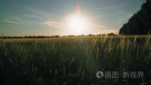 对农业产量的夏日风光视频