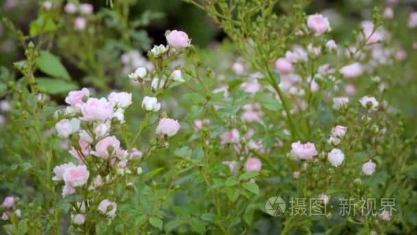 粉红色的花朵，在阳光下