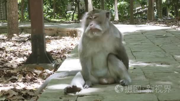 食蟹猴、 食蟹猴，也称为长尾猕猴