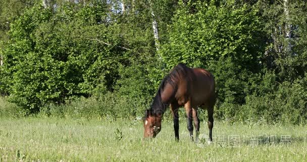 匹棕色的马在春天草地上吃草