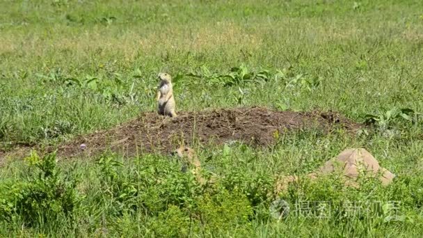 两个草原犬鼠视频