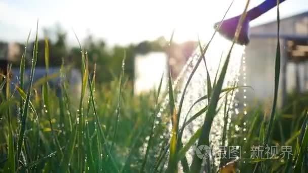 从喷壶浇水的园林植物。夏天的阳光。花园，自然