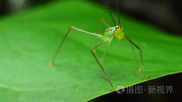 蚱蜢在热带的雨林视频