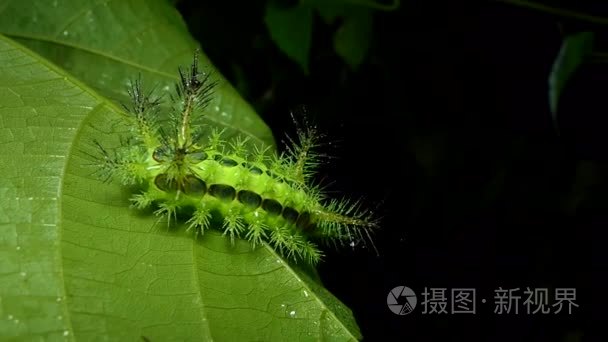 刺蛾幼虫黑色图片