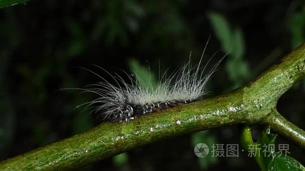褐刺蛾幼虫视频素材