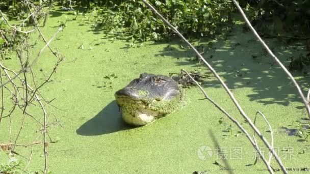 隆隆的绿色沼泽的大鳄鱼视频
