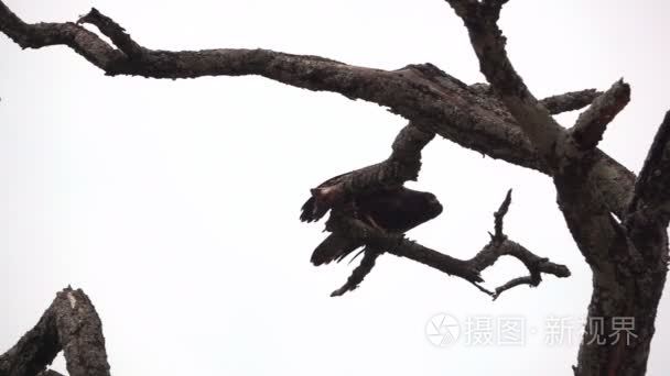 大鹰的分支开始飞在慢动作视频