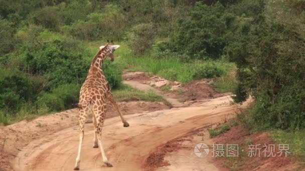 超级慢动作奔跑的长颈鹿视频