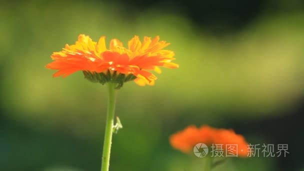 医疗金盏花视频