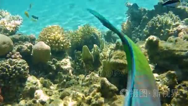 红海的海底世界视频