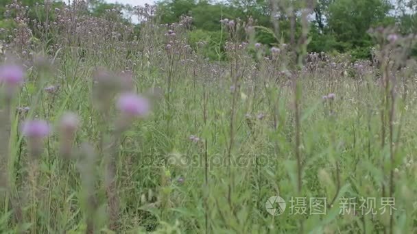 无图案的哥伦比亚彩虹Boa或伊壁鸠鲁在白色背景的木制陷阱上的马龙。视频