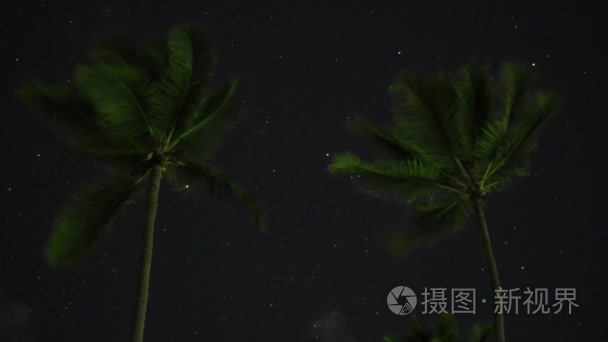 多米尼加的棕榈树视频