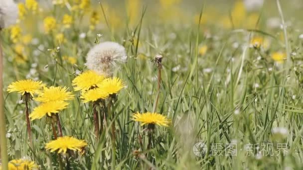 蒲公英在春风中的草地上泛转视频
