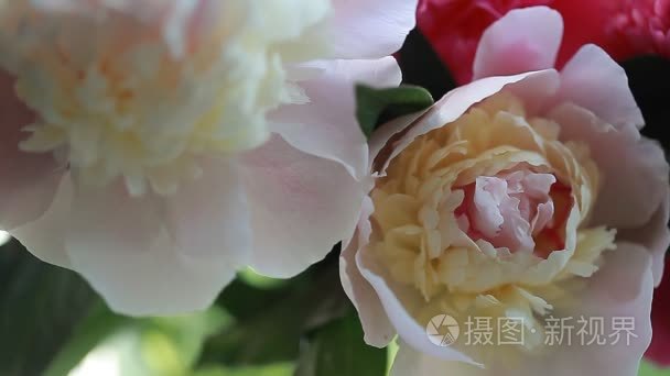 粉红色的植物花卉牡丹花瓣视频