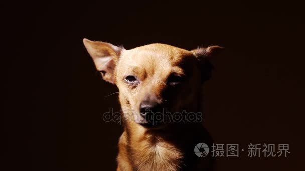 小梗类犬的画像视频