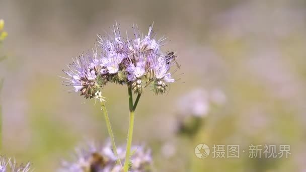 蜜蜂授粉季节鲜花视频