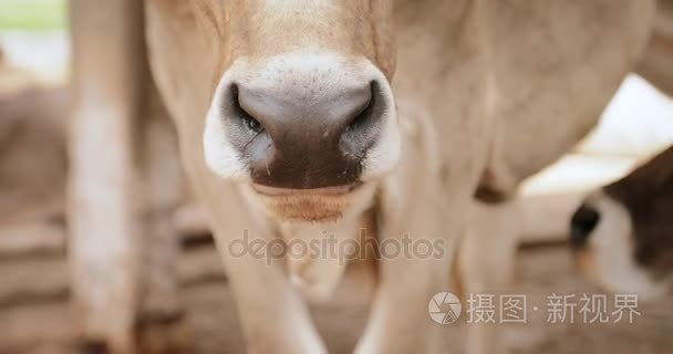 牛的脸和鼻子动物生活在牧场视频