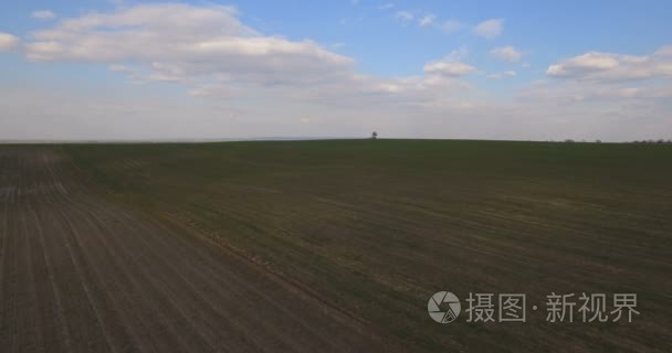 鸟瞰图，在田野，背景中央棵孤独的树