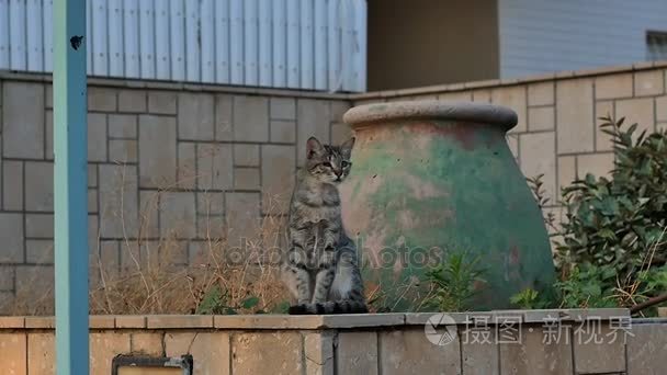 坐在街石墙上的野生猫科动物视频