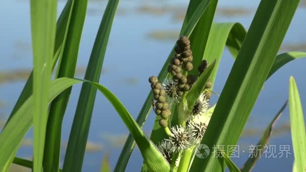 Bug 的菖蒲属茎上 salamus。艾尔里德，在沼泽广阔的 Tavria