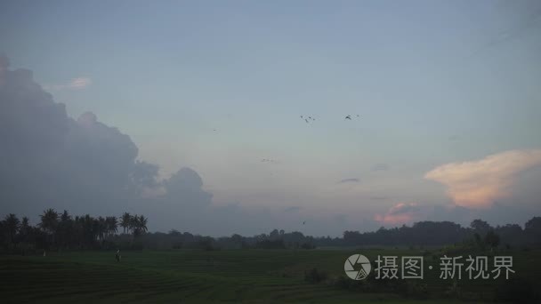 水稻梯田和鸟类在日落时视频