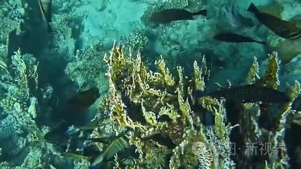 水下世界的珊瑚和热带鱼视频