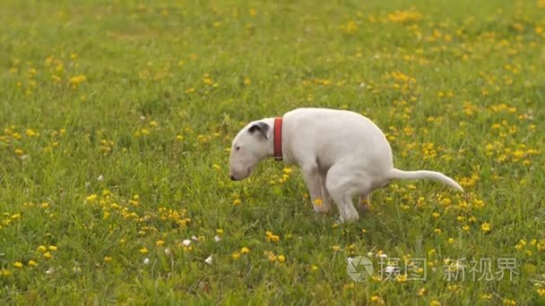 狗在草坪上狗屎