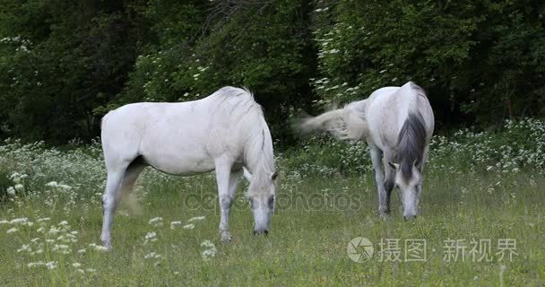 白马在春天草地上吃草