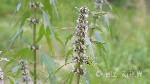 与大黄蜂和蜜蜂开花益母草视频