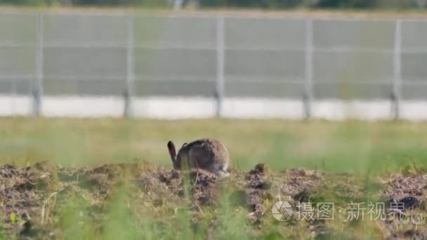 欧洲野生动物视频