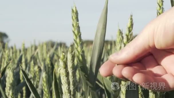 农业产业化绿色小麦检测特写视频