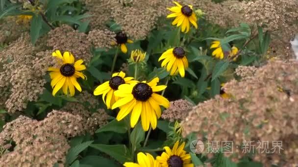 黄色的黑心花园里的花视频
