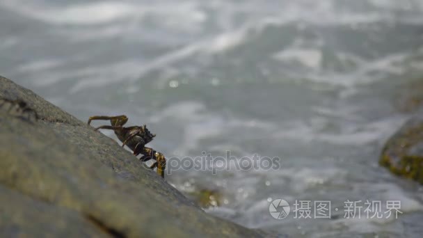 在海边岩石上的螃蟹视频