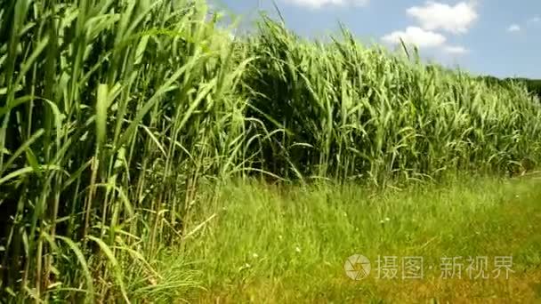 在与年轻的新鲜植物夏季切换草视频