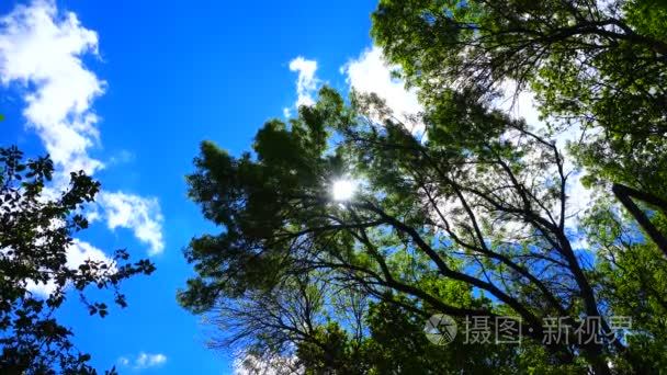 在树林里的太阳视频